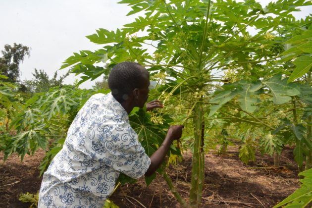 A farmer examines male pawpaw tree on his farm.