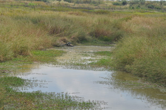 More weeds water in Chivero Lake.