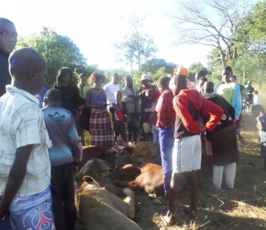 Death amidst meal for lions in Hwange.