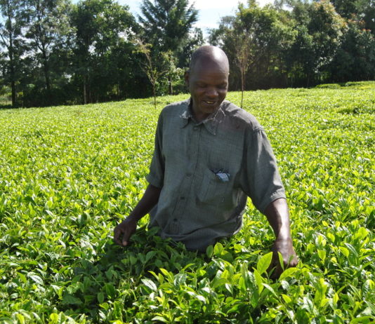 The coronavirus outbreak has forced many to stay home, driving up the demand for tea.