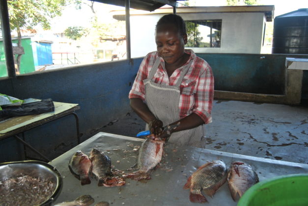 The coronavirus outbreak stops Chinese fish imports, as business booms for Kenyan fish traders.