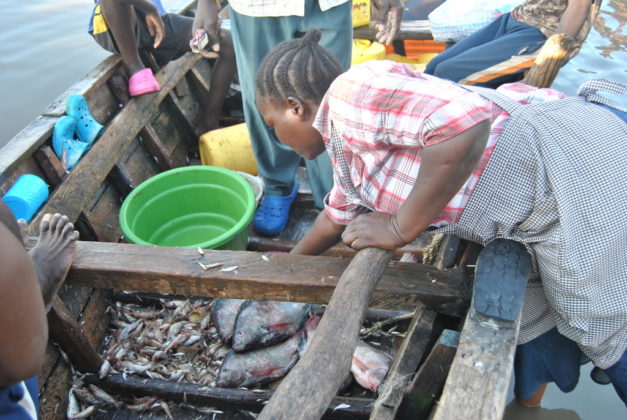 The coronavirus outbreak stops Chinese fish imports, as business booms for Kenyan fish traders.