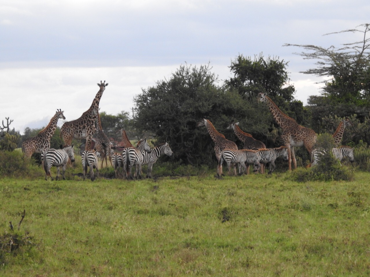 Kenya Wildlife's plan to build a hotel in the Nairobi National Park ...