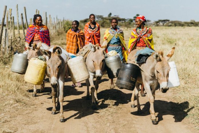 Donkeys Helping Maasai Women fetch water