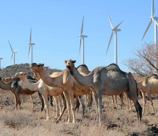 Camels herding