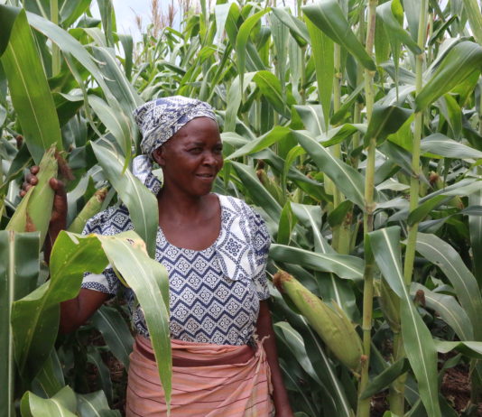 Anna Guwe and her maize crops